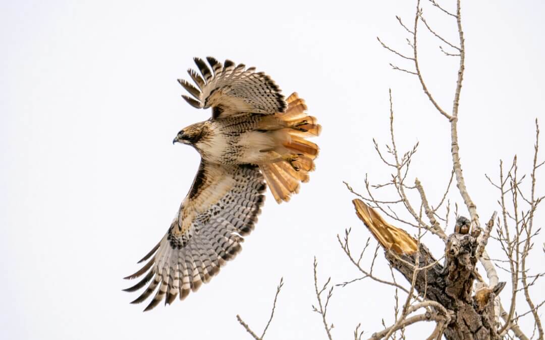 Fly, Run, Walk
